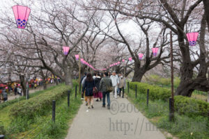公園内の桜並木の道