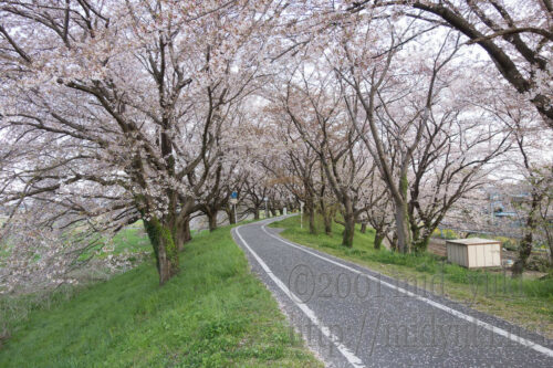走れど走れど桜並木。春です
